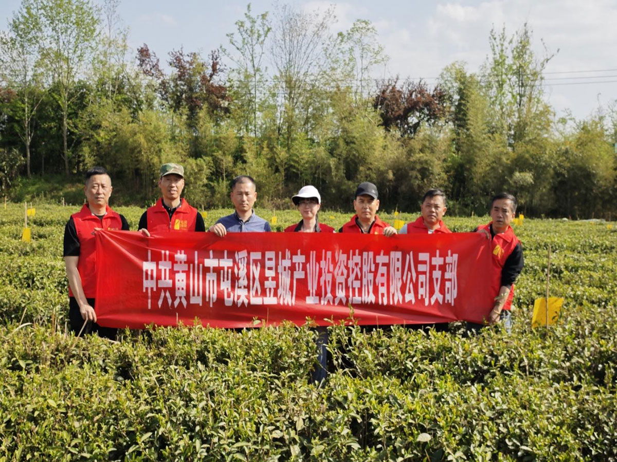 昱城產(chǎn)投公司黨支部開展“茶香潤初心，黨旗映茶園”主題黨日活動